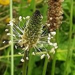 Plantago argentea Fleur