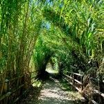 Bambusa vulgaris Лист