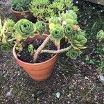 Aeonium balsamiferum 叶