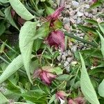 Leycesteria formosa Flower