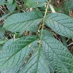 Cordia nodosa Blatt