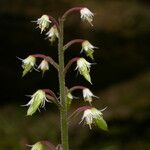 Tiarella polyphylla Hàbitat