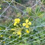 Brassica barrelieri Λουλούδι