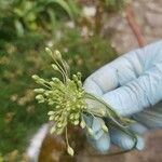 Allium paniculatum Kwiat