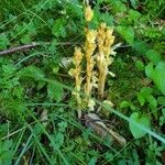 Orobanche flava Flor