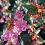 Abelia x grandiflora Flower