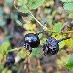 Rosa spinosissima Fruit