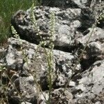 Reseda undata Flower