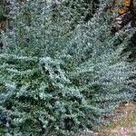 Ilex vomitoria List