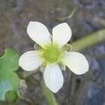 Ranunculus omiophyllus 花