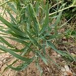 Falcaria vulgaris Leaf