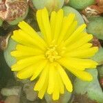 Conophytum meyeri Квітка