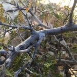 Bursera microphylla Lubje