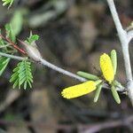 Vachellia collinsii Habit
