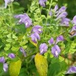 Scutellaria incana Blüte