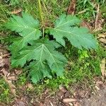 Heracleum sosnowskyi Deilen