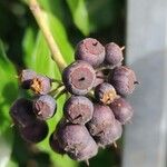 Hedera colchicaFruit