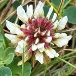 Trifolium occidentale പുഷ്പം