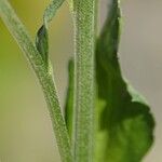 Tanacetum coccineum Corteccia