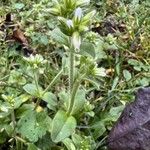 Cerastium glomeratum Fulla