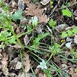 Ornithogalum orthophyllum Květ