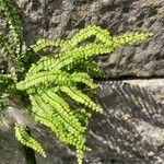 Asplenium trichomanes Φύλλο