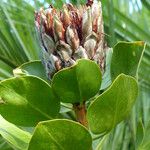 Protea cynaroides Leaf