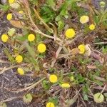 Cotula coronopifolia Flower