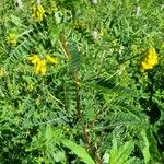 Astragalus penduliflorus പുഷ്പം