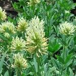 Trifolium pannonicum Cvet