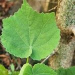 Abutilon mauritianum 葉