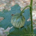 Solanum dasyphyllum Gyümölcs