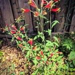 Alstroemeria psittacina Hábito