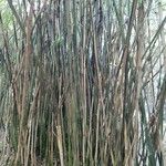 Phyllostachys aurea Corteza