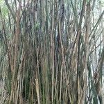 Phyllostachys aurea Кора