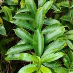 Allamanda schottii Leaf