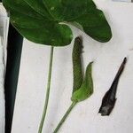 Anthurium obtusilobum Other