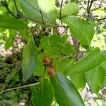 Carissa spinarum Fruit