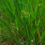 Juncus effusus Floro