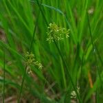 Juncus effusus Květ