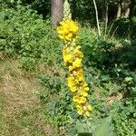 Verbascum densiflorumЦветок