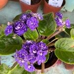 Streptocarpus ionanthusÇiçek