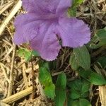 Ruellia humilis Kvet