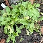 Crepis conyzifolia Folha