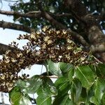 Julbernardia paniculata Flor