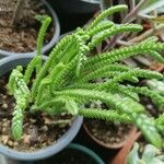 Crassula muscosaFolla