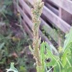 Lactuca serriolaFlower