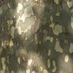 Platanus × hispanica Bark