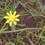 Blennosperma bakeri പുഷ്പം