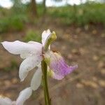 Eulophia livingstoneana फूल